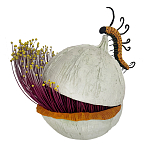 Статуэтка фантастический фрукт Exotic Tropical Fruit orange and white 67 варинант исполнения - 4 | Loft Concept в Перми