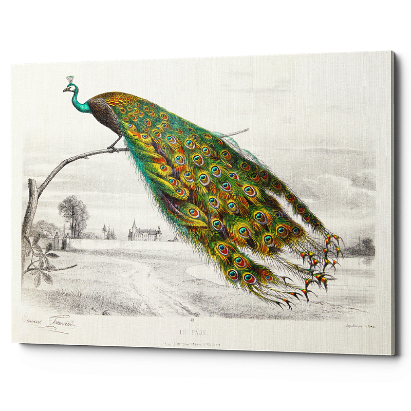 Постер на холсте с изображением павлина на ветке Majestic Peacock on a Tree Poster Белый Мульти Постер на холсте с изображением павлина на ветке Majestic Peacock on a Tree Poster Белый Мульти в Перми | Loft Concept