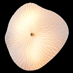 Бра в форме лепестка с рельефной текстурой FLOW варинант исполнения - 1 | Loft Concept в Перми