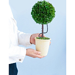 Декоративный искусственное растение Single boxwood варинант исполнения - 8 | Loft Concept в Перми