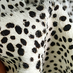 Мебельная ткань Искусственный мех  белый леопард 90 см T5-3 варинант исполнения - 3 | Loft Concept в Перми