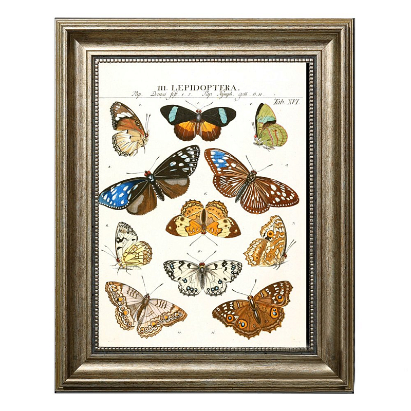 Постер Butterfly Collection  в Перми | Loft Concept 