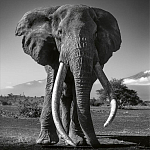 Книга Beusker. Look into my Eyes варинант исполнения - 5 | Loft Concept в Перми