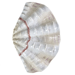 Фигурка из фарфора в виде одной створки ракушки Marine Tridacna варинант исполнения - 1 | Loft Concept в Перми