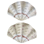 Фигурка из фарфора в виде одной створки ракушки Marine Tridacna варинант исполнения - 2 | Loft Concept в Перми